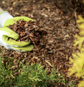 mulching